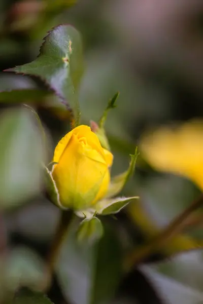 春天的花园里盛开着美丽的黄色玫瑰 — 图库照片