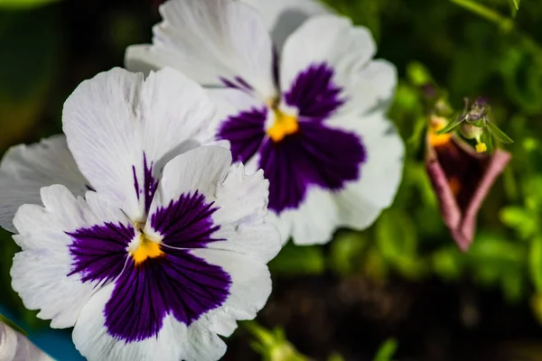 Closeup Tricolor Viola Flowers Garden Natural Background Card Concept — Stock Photo, Image