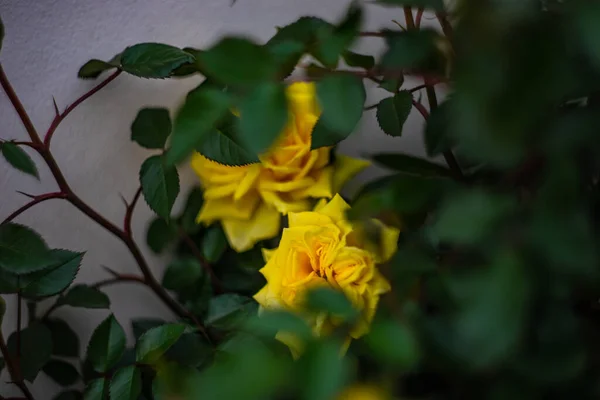 雨后花园里盛开的黄玫瑰丛 — 图库照片