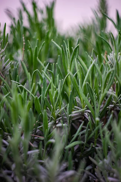 Zöld Levelek Közelsége Lavandula Növényen Egy Tavaszi Kertben — Stock Fotó