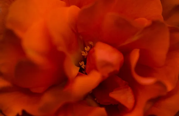 Blooming Hete Rode Roos Ali Baba Type Bloeien Een Tuin — Stockfoto