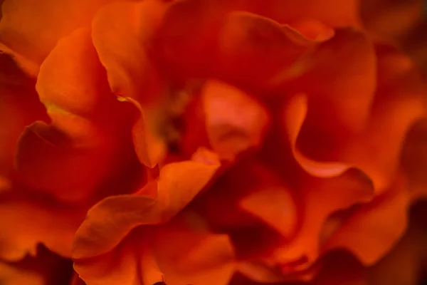 Virágzó Forró Vörös Rózsa Ali Baba Típusú Virágzik Kertben Eső — Stock Fotó
