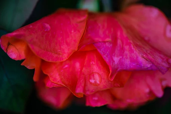 Floração Rosa Vermelha Quente Ali Baba Tipo Florescendo Jardim Após — Fotografia de Stock