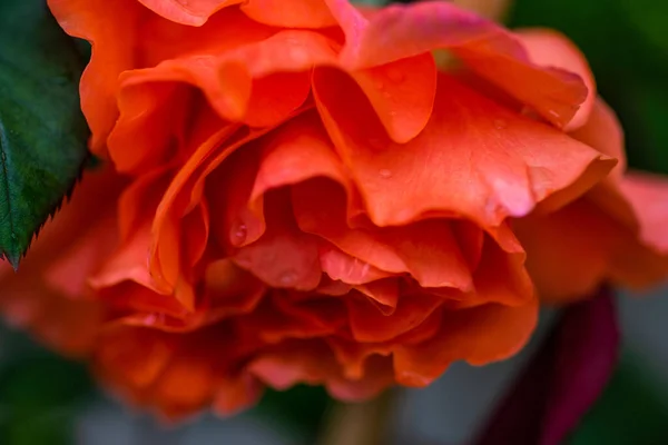 Çiçek Açan Kırmızı Gül Ali Baba Tipi Yağmurdan Sonra Bahçede — Stok fotoğraf