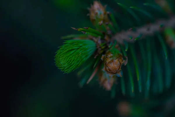 Close Fir Tree Wild Forest Outdoor — Stock Photo, Image