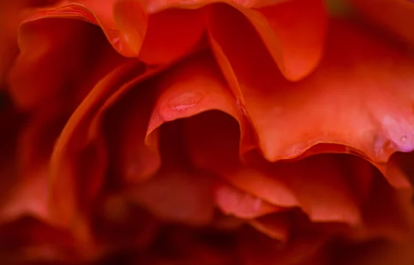 Floração Rosa Vermelha Quente Ali Baba Tipo Florescendo Jardim Após — Fotografia de Stock