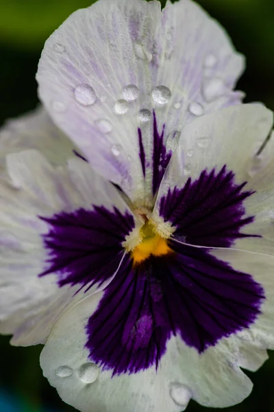 Primer Plano Flores Viola Tricolor Jardín Como Fondo Natural Para — Foto de Stock