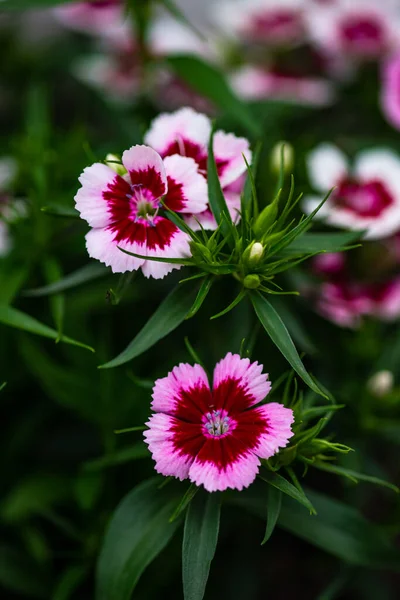 Beautiful Colorful Carnation Pot Summer Garden Rain — Stock Photo, Image