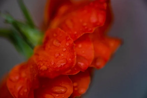 Élénk Színű Rózsa Virág Egy Esős Napon Mint Egy Természetes — Stock Fotó