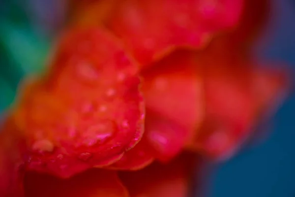 Cor Brilhante Rosa Flor Dia Chuvoso Como Fundo Natural — Fotografia de Stock