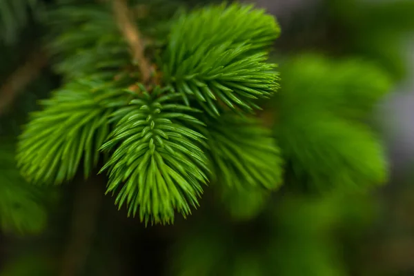 Gros Plan Jeune Sapin Dans Une Forêt Sauvage Plein Air — Photo