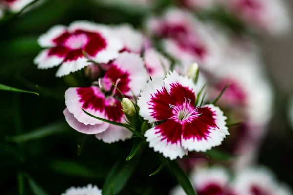 Beautiful Colorful Carnation Pot Summer Garden Rain — Stock Photo, Image