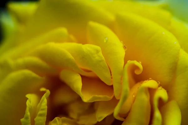 自然の背景として雨の日に明るい色のバラの花 — ストック写真