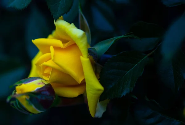 Яркий Цветок Розы Дождливый День Естественный Фон — стоковое фото