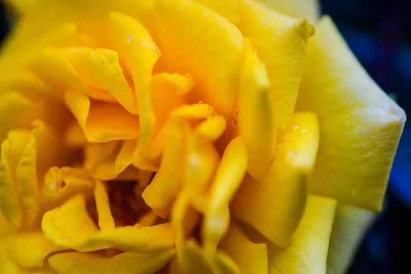Jasná Barva Růže Květ Deštivém Dni Jako Přirozené Pozadí — Stock fotografie