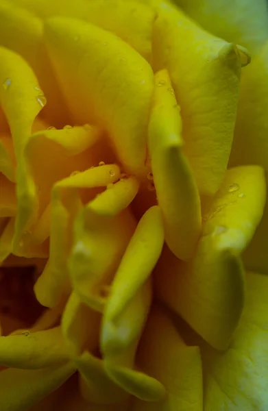 Élénk Színű Rózsa Virág Egy Esős Napon Mint Egy Természetes — Stock Fotó