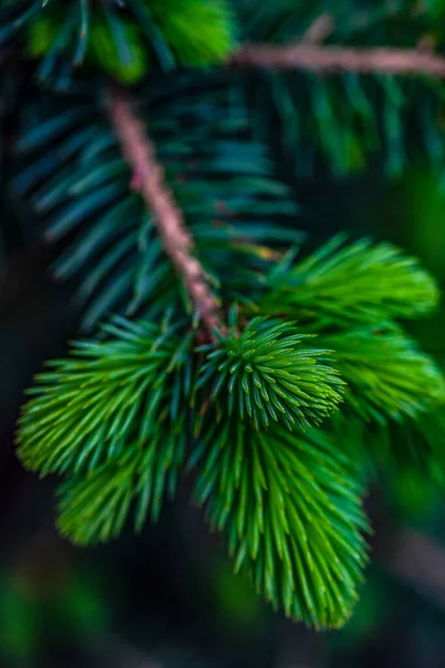Fiatal Fenyőfa Közelsége Vadon Élő Erdőben — Stock Fotó