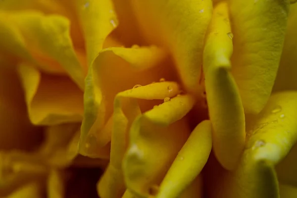 Jasny Kolor Różany Kwiat Deszczowy Dzień Jako Naturalne Tło — Zdjęcie stockowe