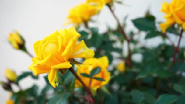 Цветущие жёлтые розы — стоковое видео