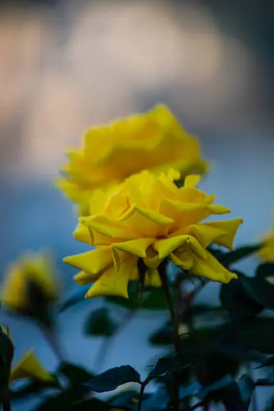 Jardim Verão Com Amarelo Rosa Arbusto Florescendo — Fotografia de Stock