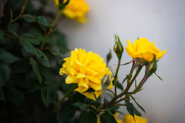Яркий Цветок Розы Дождливый День Естественный Фон — стоковое фото