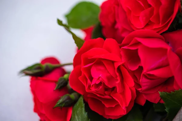 Rosas Vermelhas Frescas Fundo Concreto Cinza Com Espaço Cópia Como — Fotografia de Stock