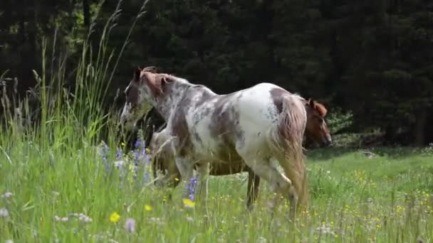 deux beaux chevaux 