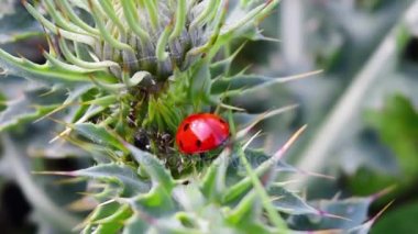 Uğur böceği ve karınca thistle iddia