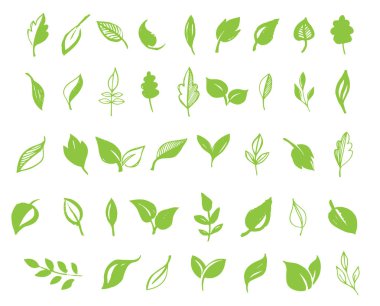 Set of hand drawn leaves, green leaf, sketches and doodles of leaf and plants, green leaves vector collection clipart