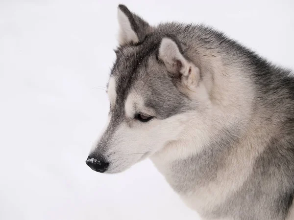 Husky Pies Zewnątrz Dzień Mroźną Zimę — Zdjęcie stockowe