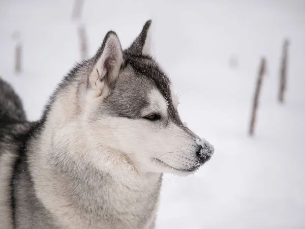 Husky Pies Zewnątrz Mroźną Zimę — Zdjęcie stockowe