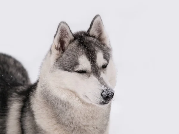 Bir Karlı Kış Günü Açık Havada Husky Köpek — Stok fotoğraf
