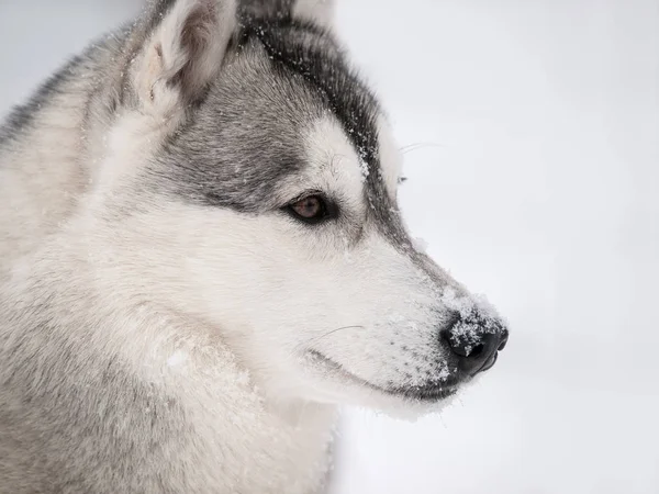 Husky Pies Zewnątrz Dzień Mroźną Zimę — Zdjęcie stockowe