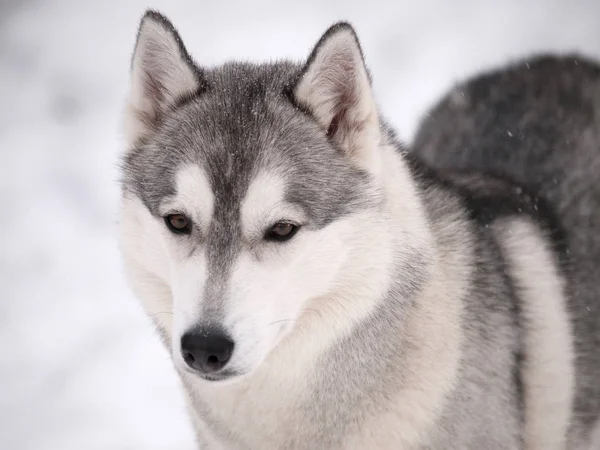 Husky Pies Zewnątrz Dzień Mroźną Zimę — Zdjęcie stockowe
