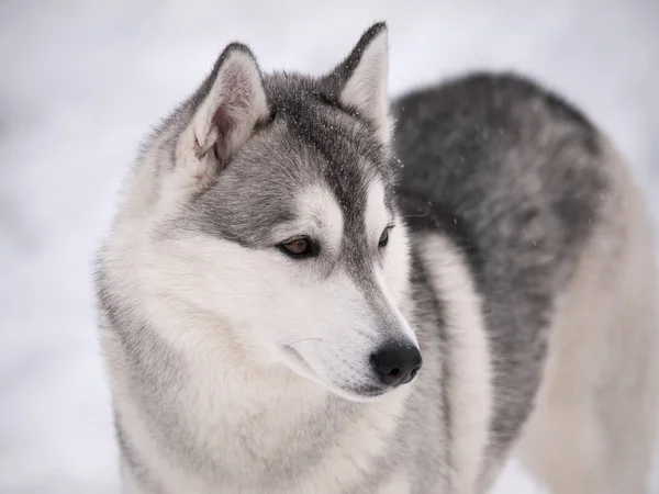 Husky Pies Zewnątrz Dzień Mroźną Zimę — Zdjęcie stockowe