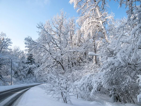 大雪后一个阳光明媚的冬日午后的森林里的路 — 图库照片