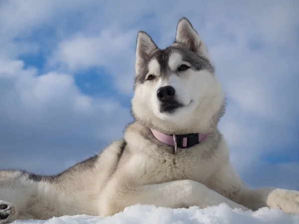 Porträt eines schönen Husky-Hundes — Stockfoto