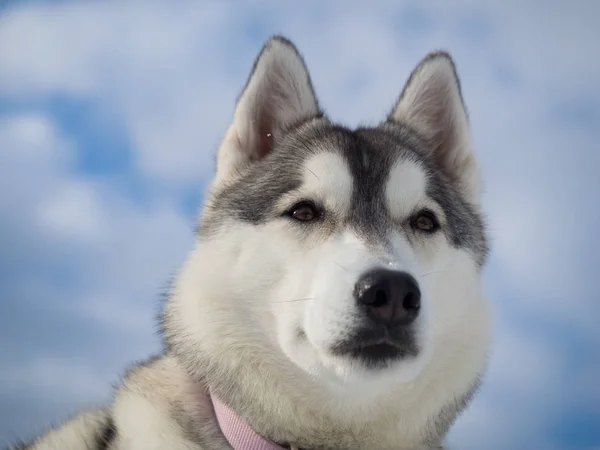 Portret van een prachtige husky hond — Stockfoto