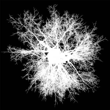 ağaç yapraksız üstten görünüm siluet izole - beyaz - vektör