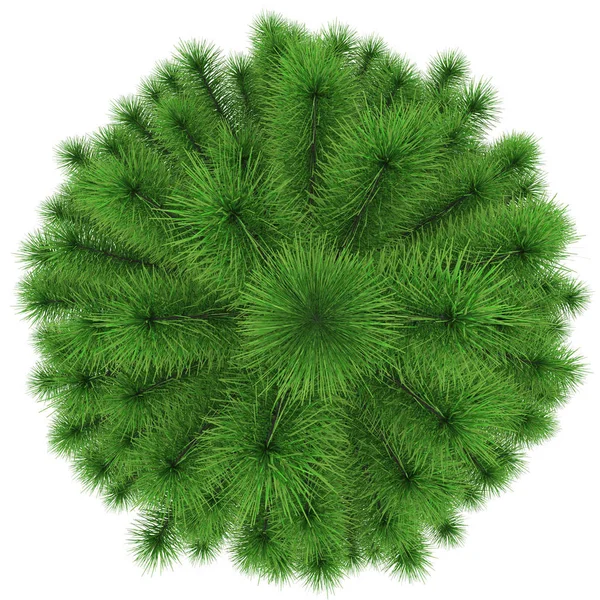 tree top view — Stock Photo © 3dvlaa #20401337