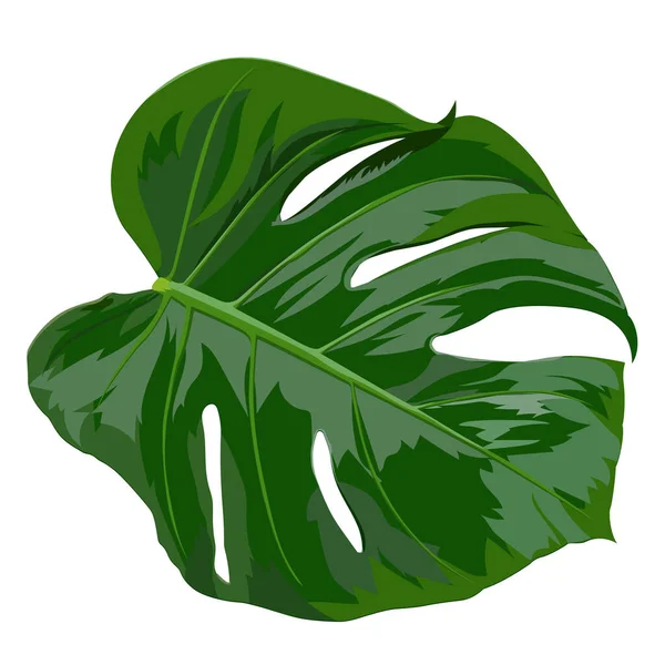 Monstera Deliciosa растительный лист из тропических лесов, изолированных на — стоковый вектор
