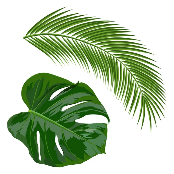 Set of realistic vector tropical leaves. Leaves of palm trees. D — Stock Vector