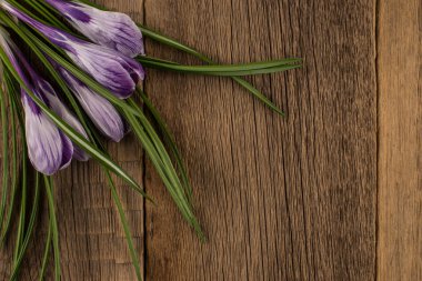 Bahar crocus ahşap arka plan üzerinde.