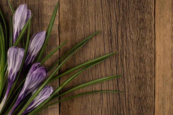 Croco primaverile su fondo di legno — Foto Stock