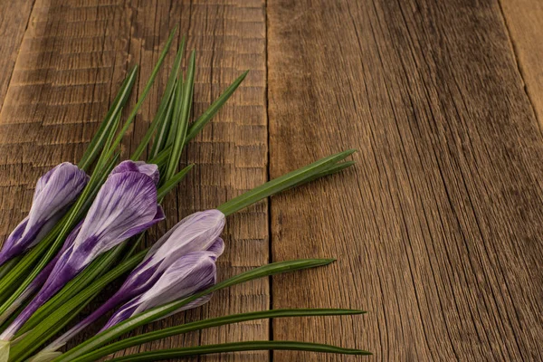木製の背景を春クロッカス. — ストック写真