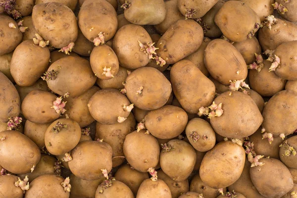 Patatas germinadas sobre un viejo fondo de cilicio . —  Fotos de Stock