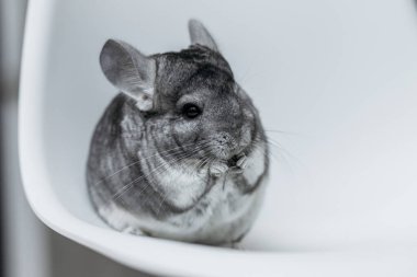 Cute gray chinchilla eat food on white background clipart