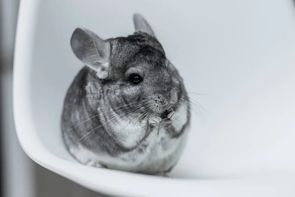 Schattig grijs chinchilla eten voedsel op witte achtergrond Stockafbeelding