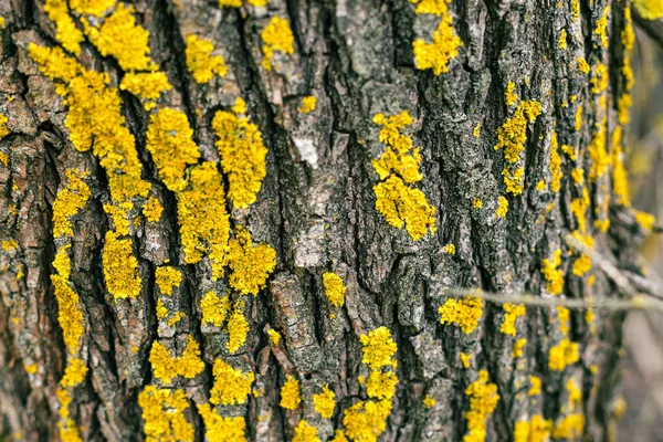 Sarı yosunlu huş ağacının kabuğuna yakın çekim