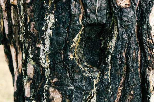 Burned tree bark. Wood texture. Black surface — Stock Photo, Image